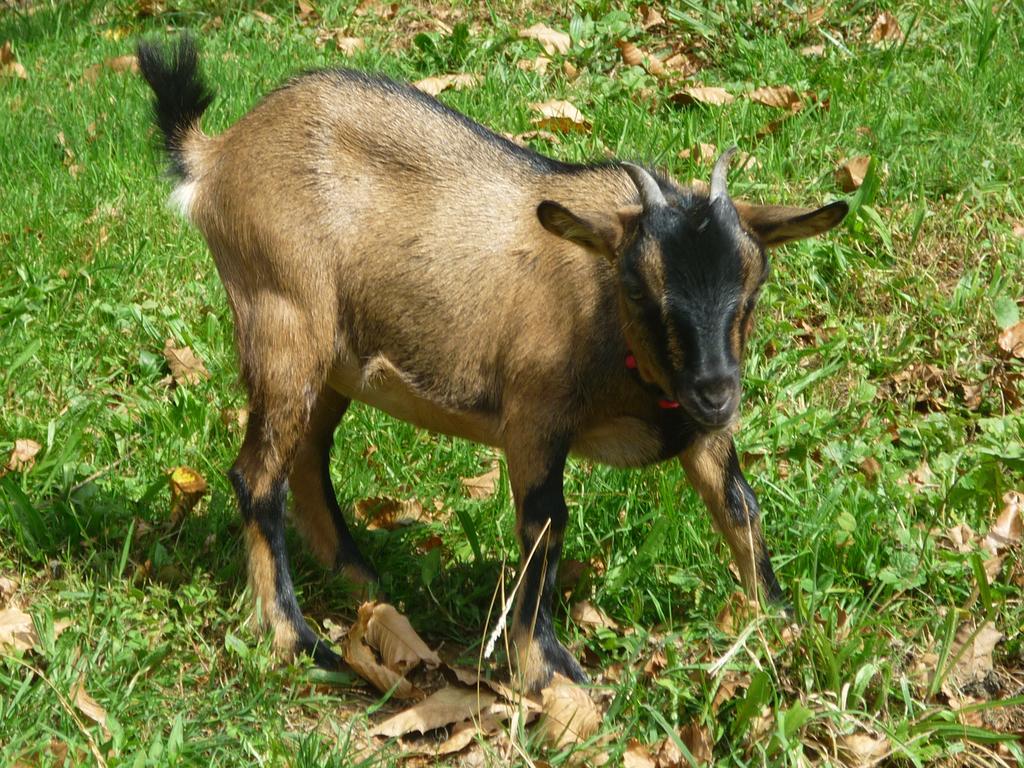 LiesLes Granges De La Hulotte, La Hulotte别墅 外观 照片